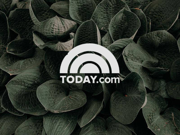 Close-up of dark green leaves with TODAY.com logo in the center, symbolizing nature and freshness.