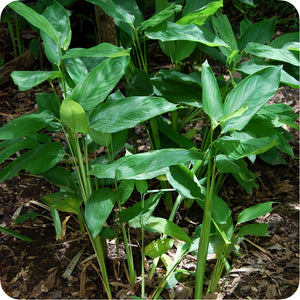 Arrowroot Powder (Maranta Arundinacea)