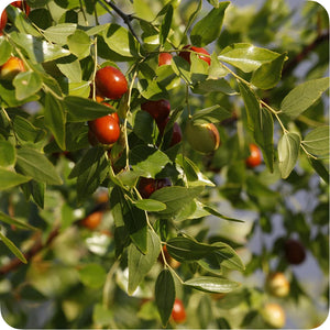Jojoba Oil (Simmondsia Chinensis)